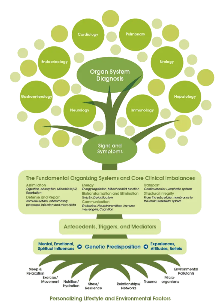 Functional medicine tree diagramm